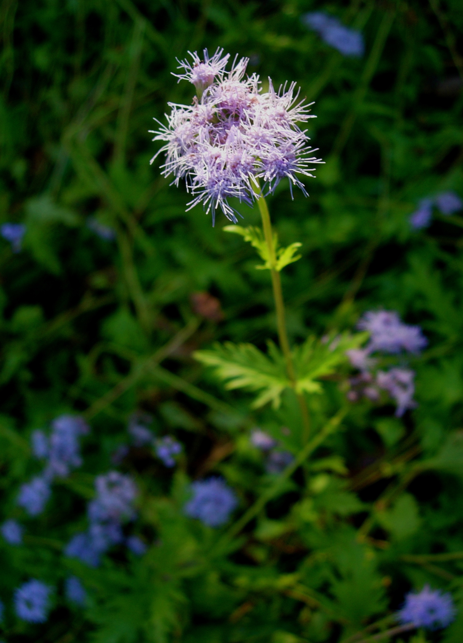 Conoclinium dissectum