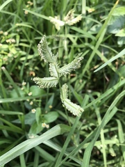 Eleusine multiflora