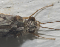 Hydropsyche incommoda