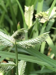 Eleusine multiflora