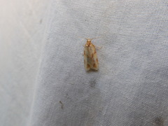 Agapeta