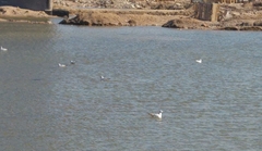 Chroicocephalus ridibundus