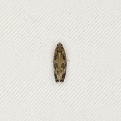 Phaecasiophora confixana