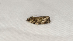 Phaecasiophora confixana