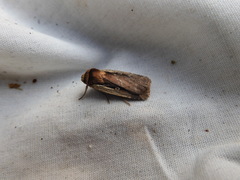 Ochropleura