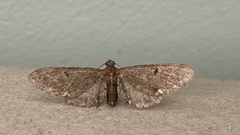 Eupithecia assimilata