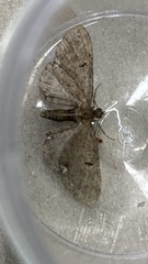 Eupithecia assimilata