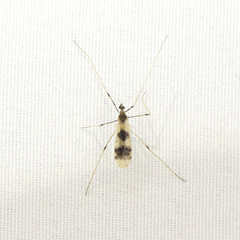 Erioptera venusta