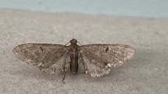 Eupithecia assimilata