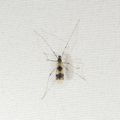 Erioptera venusta
