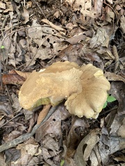 Boletus atkinsonii