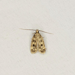 Martyringa latipennis