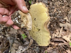 Boletus atkinsonii