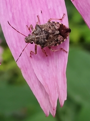 Podisus serieventris