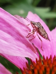 Podisus serieventris