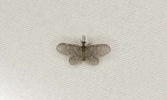 Nallachius americanus