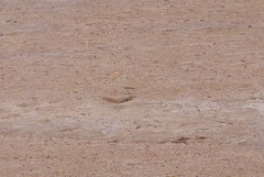 Charadrius alexandrinus