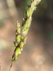 Melica spectabilis