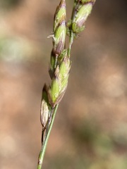 Melica spectabilis