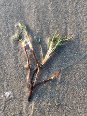 Cymodoceaceae