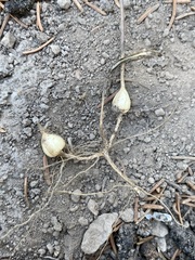 Melica spectabilis