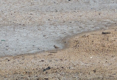 Charadrius alexandrinus