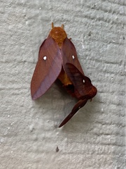 Anisota pellucida