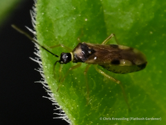 Tupiocoris