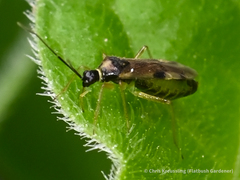 Tupiocoris