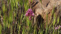 Castilleja exserta exserta