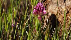 Castilleja exserta exserta