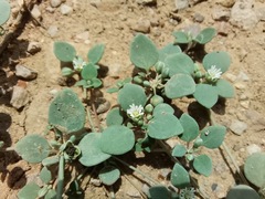 Drymaria pachyphylla