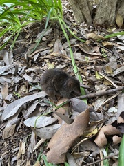 Antechinus mimetes