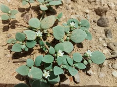 Drymaria pachyphylla