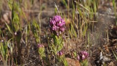 Castilleja exserta exserta