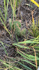 Opuntia fragilis