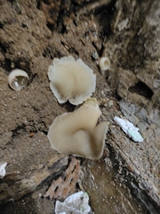 Peziza domiciliana