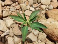 Euphorbia exstipulata