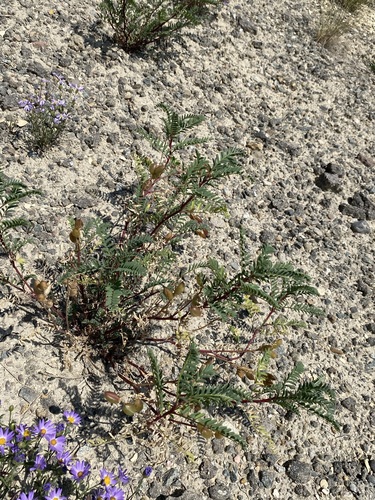 Image of Astragalus pattersonii by (c) Matt Berger, some rights reserved (CC BY)