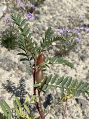 Astragalus pattersonii