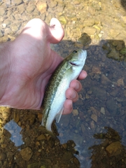 Micropterus henshalli