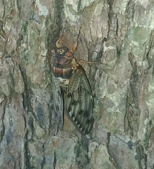 Graptopsaltria nigrofuscata