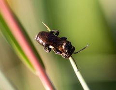 Triepeolus lunatus