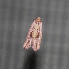 Strotihypera