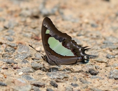Polyura agraria