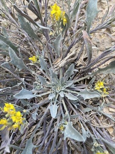 Physaria floribunda Rydb.
