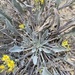 Physaria floribunda - Photo (c) Matt Berger, osa oikeuksista pidätetään (CC BY), lähettänyt Matt Berger