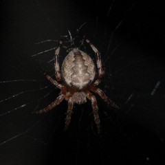 Araneus marmoreus