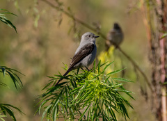 Muscipipra vetula