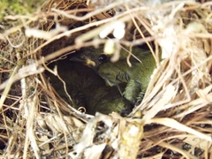 Euphonia laniirostris